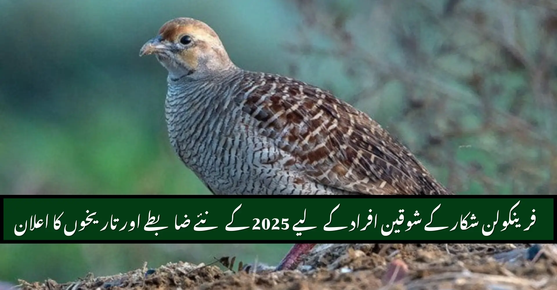 Francolin Hunting Season