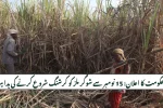 Govt Confirms Sugarcane Crushing Season to Begin