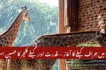 Lahore’s First-Ever Giraffe Café