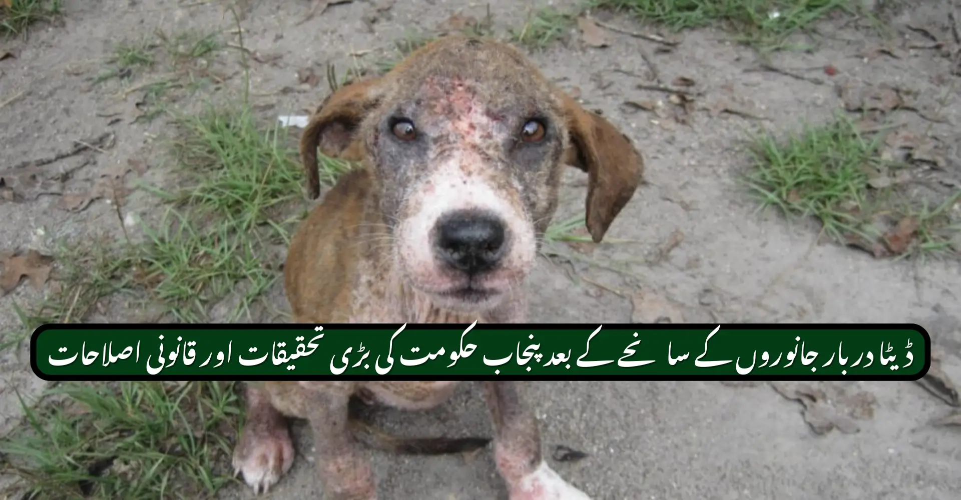 Data Darbar Animal Tragedy Forces Major Govt Inquiry and Legal Overhaul